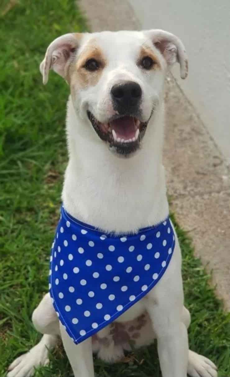 Cucciolo ora cerca una nuova casa (Screen Facebook)
