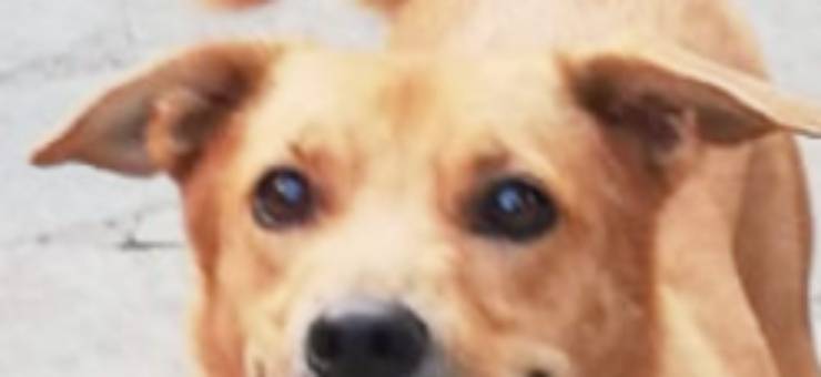 Gli occhi pieni di speranza di Buddy