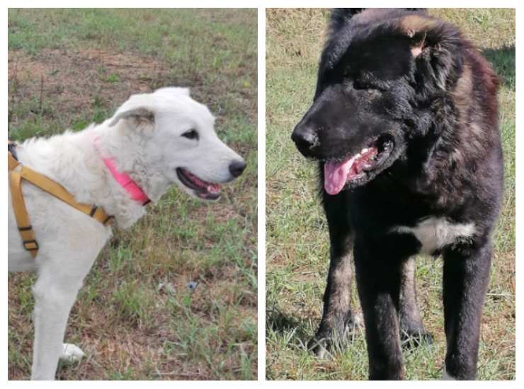I due cagnolini innamorati