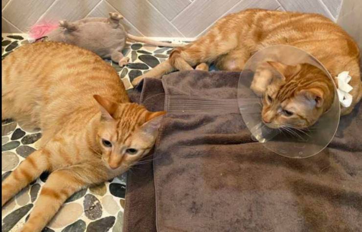 I due fratellini insieme