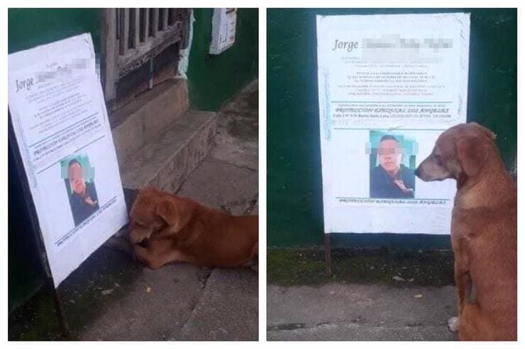 Il cagnolino che non si allontana dalla foto del suo migliore amico (Screen Facebook)