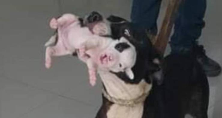 Il cagnolino nella bocca di sua madre