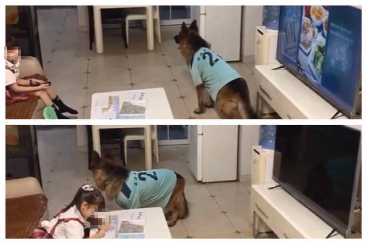 Il cane avverte la bambina che deve tornare a fare i compiti (Screen video)