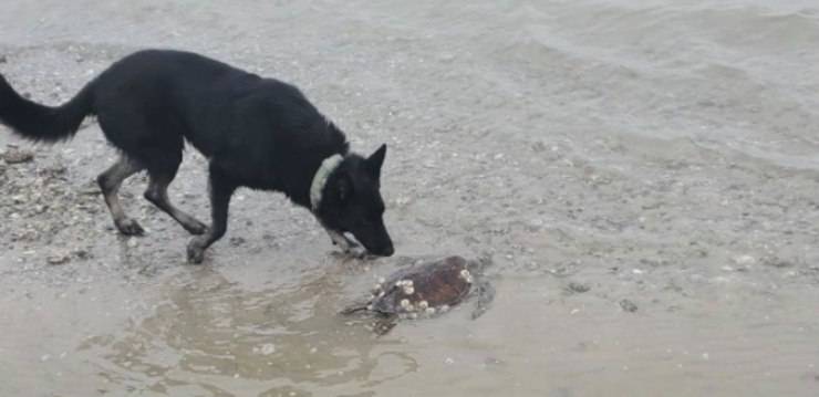 Il cane eroe delle testuggini