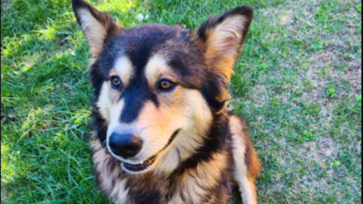 Il cane terrorizzato dal box