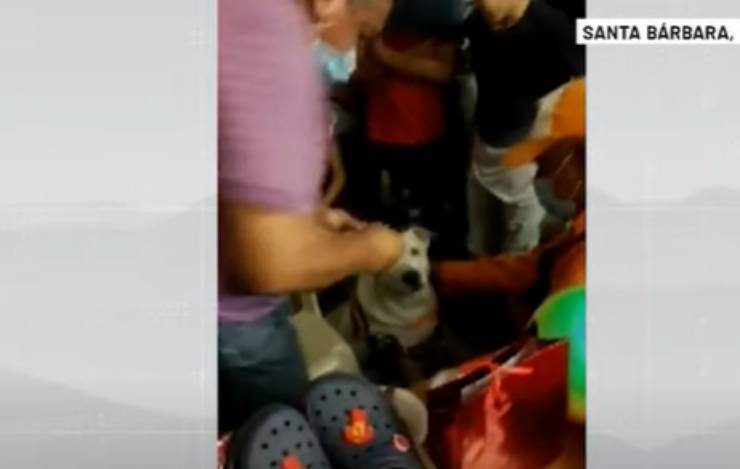 Il cane tra la folla
