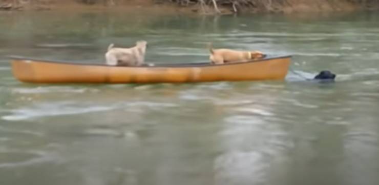 Il labrador salva i cani in pericolo