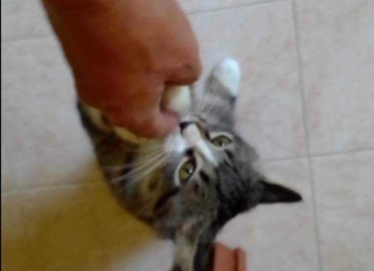Il micio giocherellone