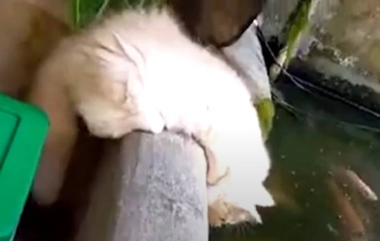 Il micio quasi in acqua