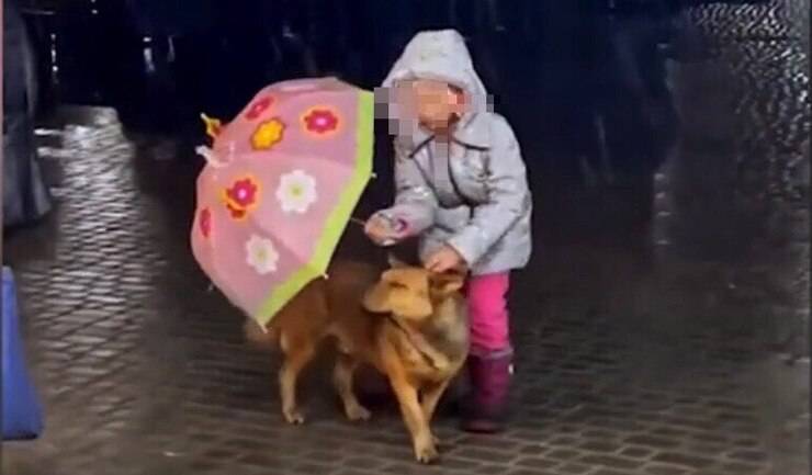 La bimba che protegge con il suo ombrello il cucciolo (Screen video)