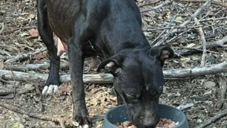La cagnolina denutrita