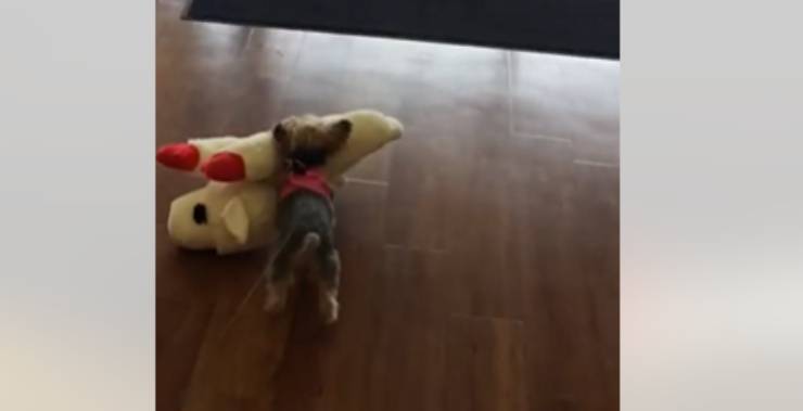 La cagnolina va via con il peluche