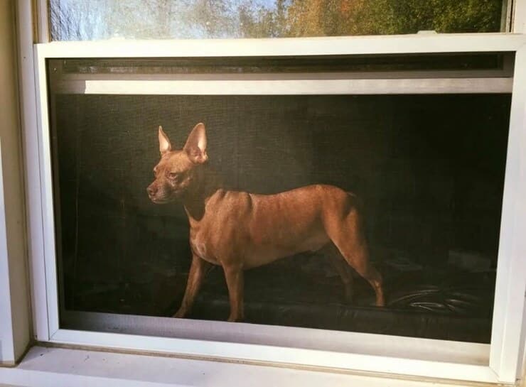 La meravigliosa foto del cane (Screen Reddit)