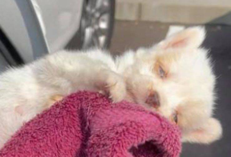 La piccola cagnolina in fin di vita
