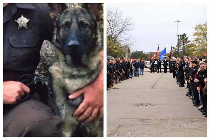 L'accoglienza al cane poliziotto appena dimesso dalla clinica (Screen Facebook)