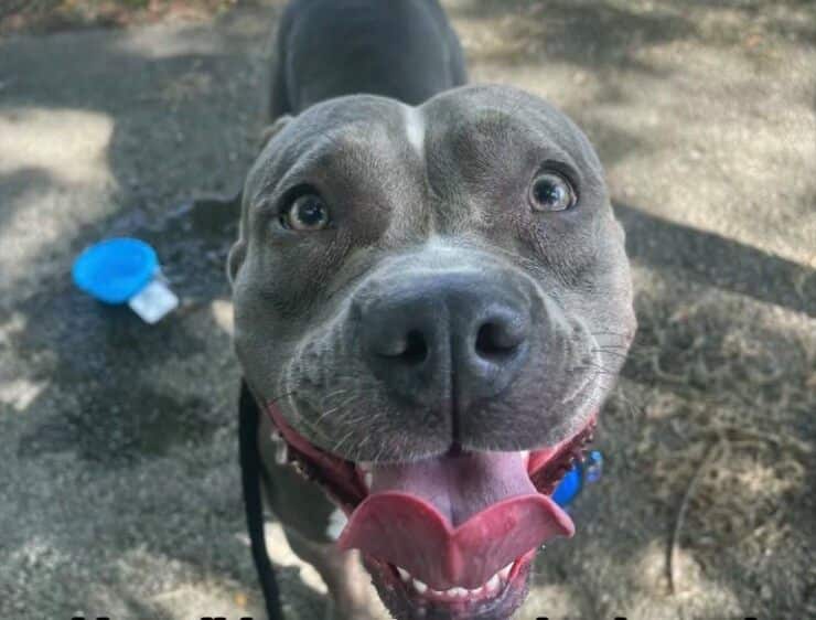 L'adorabile musetto del Pitt Bull salvato (Screen video)