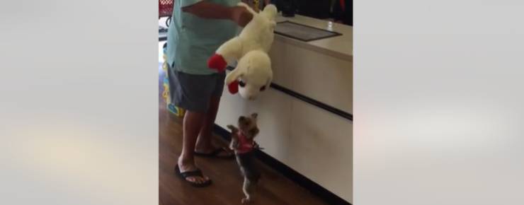 Lucy, la cucciola amante dello shopping