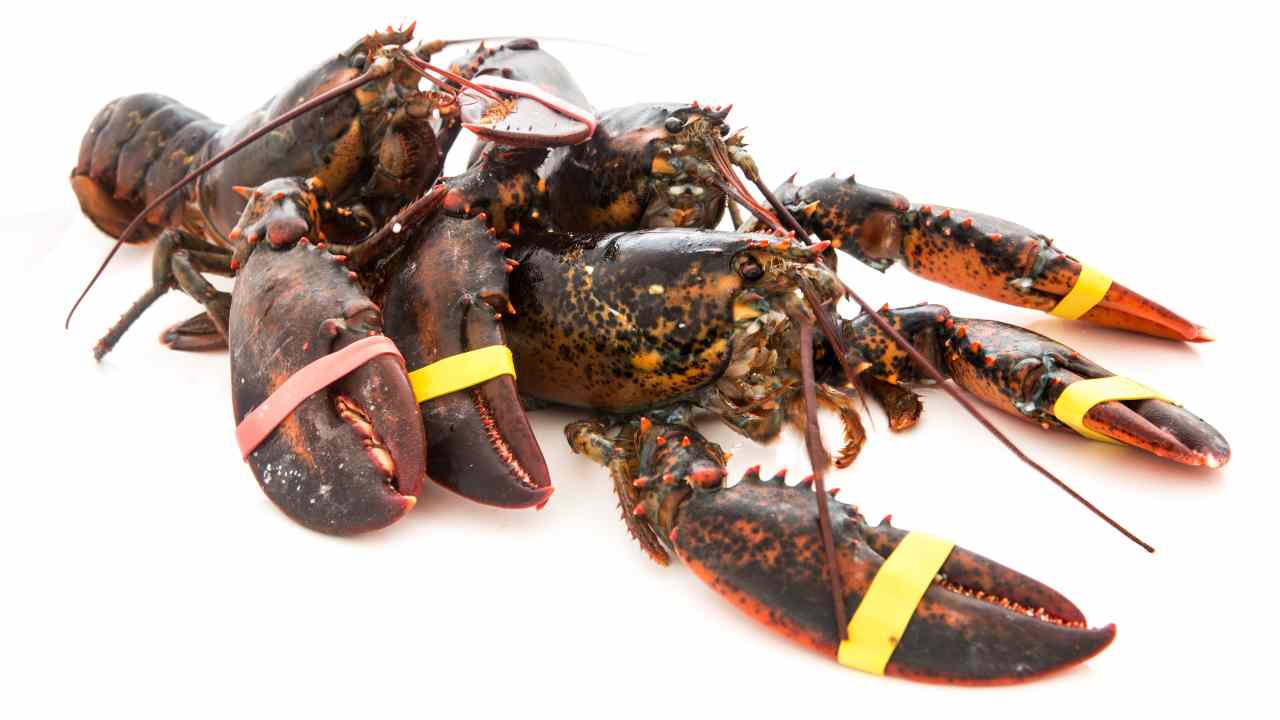 Maltrattamento di crostacei