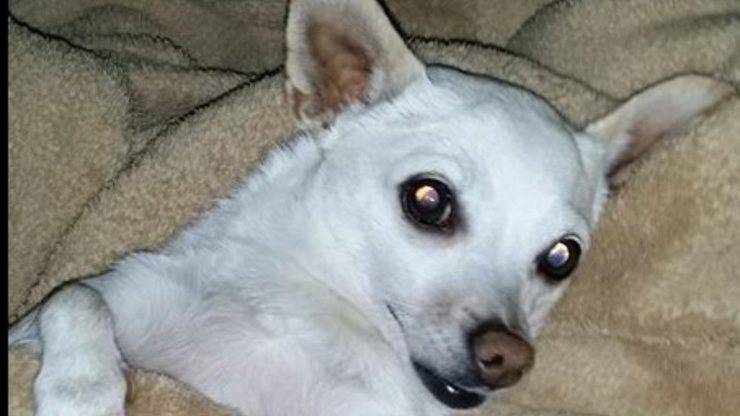 Prissy la cagnolina ghiotta