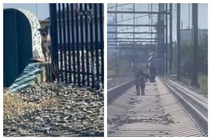 Salvataggio Pitt Bull dall'arrivo del treno (Screen video)