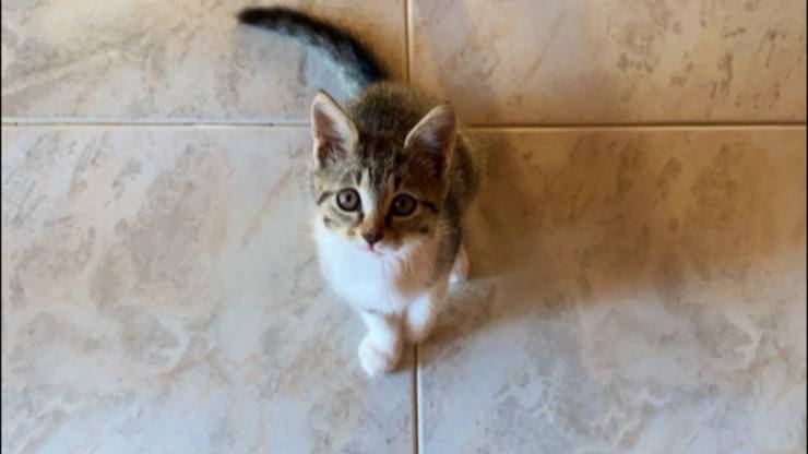 Teo, gattino di soli due mesi