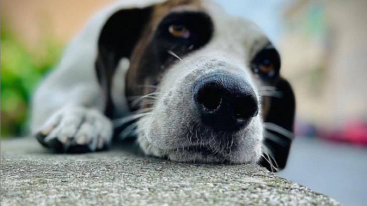 Un cucciolo randagio