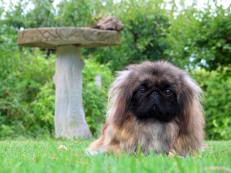 Cagnolino in giardino
