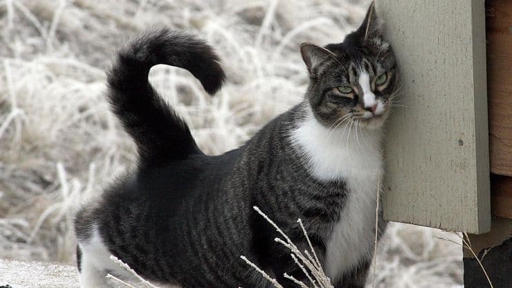 american shorthair