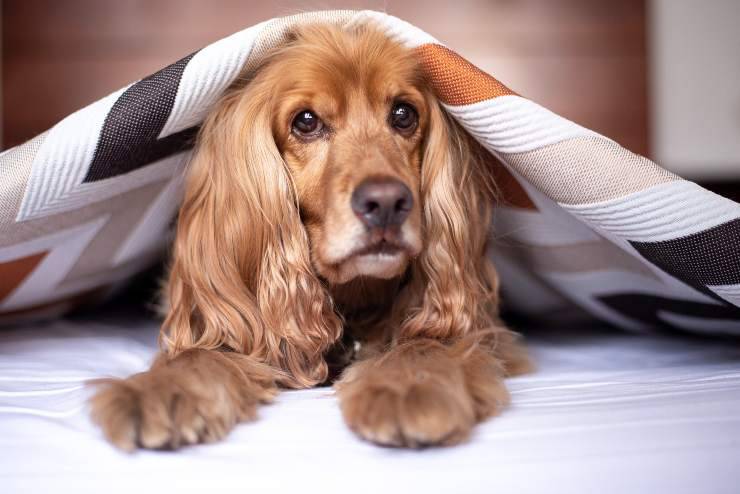 Il cane si infila sotto le coperte Il cane si infila sotto le coperte