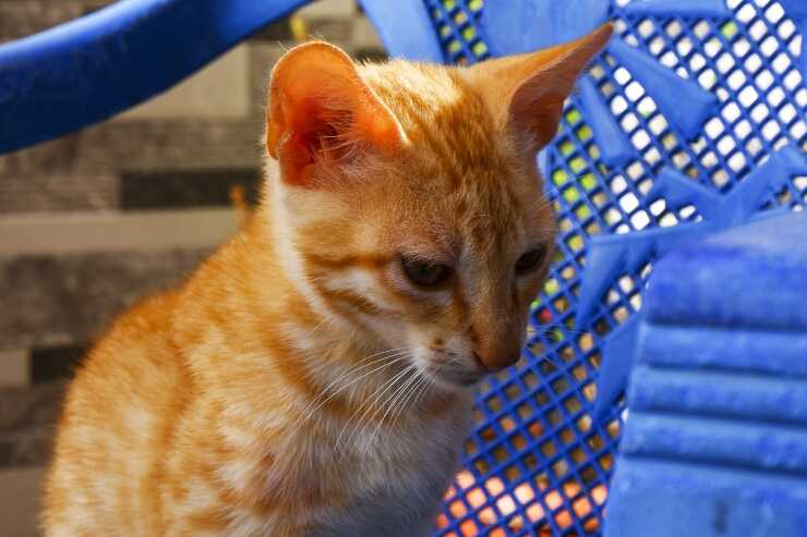 brazilian-shorthair