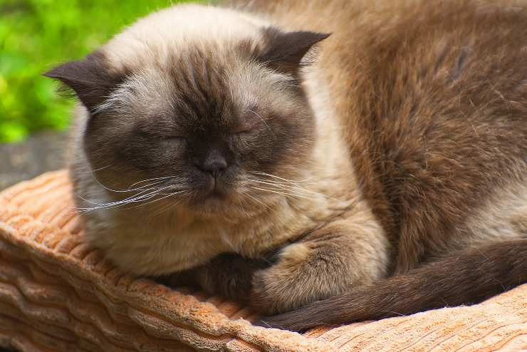 Micio dorme fuori