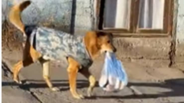 cagnolino da solo in strada