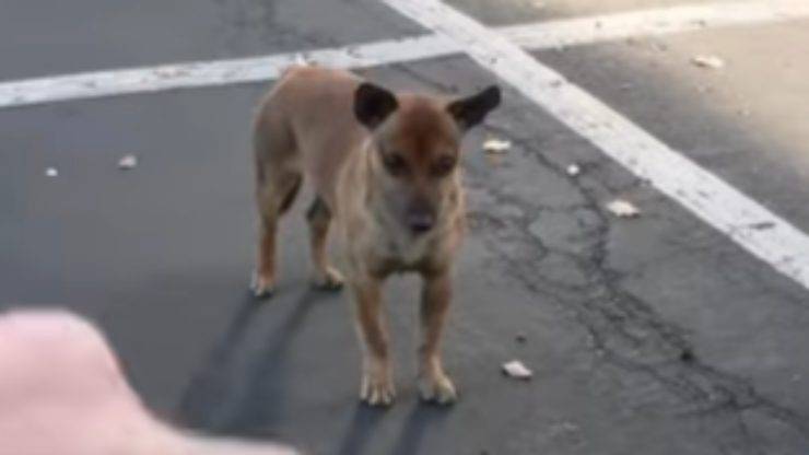 cagnolina triste (Foto video)