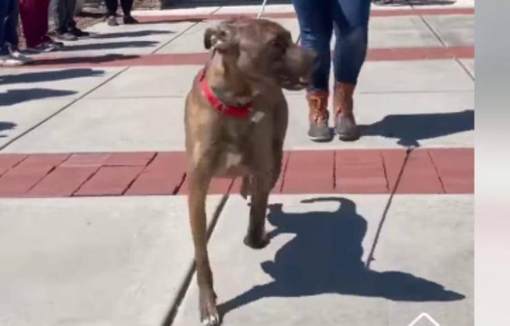 Cane Big Mac uscito dal rifugio (Foto video)