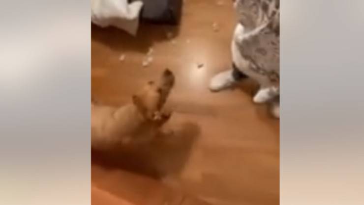 le richieste della cagnolina (foto video)