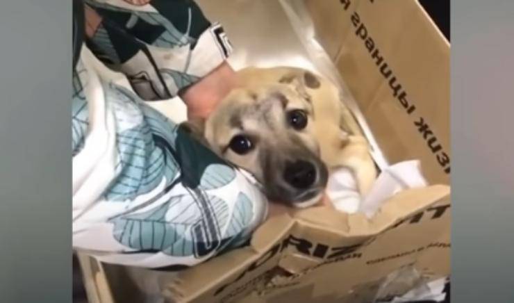 Cane in cerca di aiuto (Foto video)