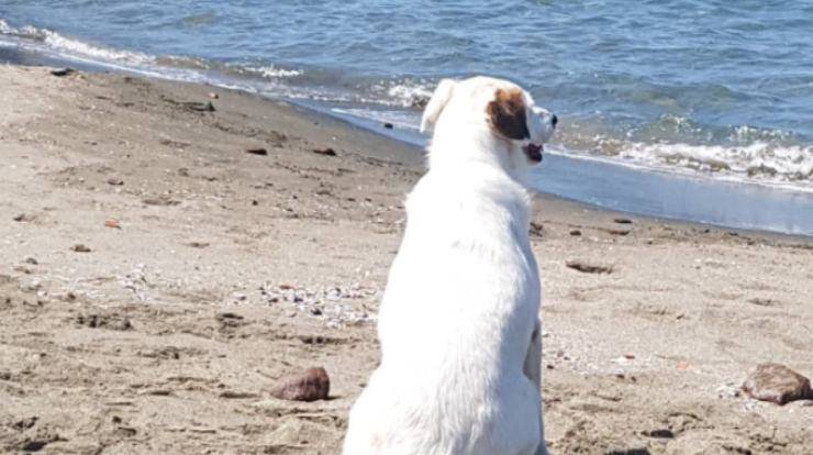 cane da solo sull'isola