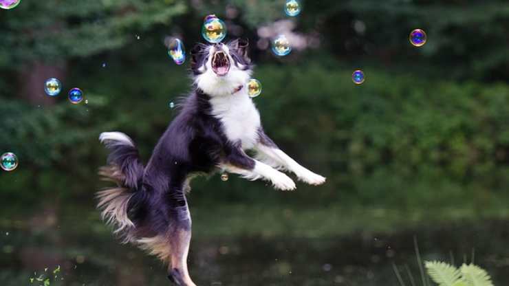 cane e bolle