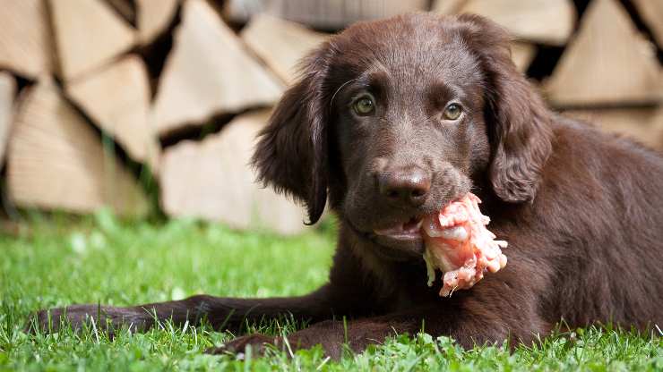cane ha mangiato animale morto
