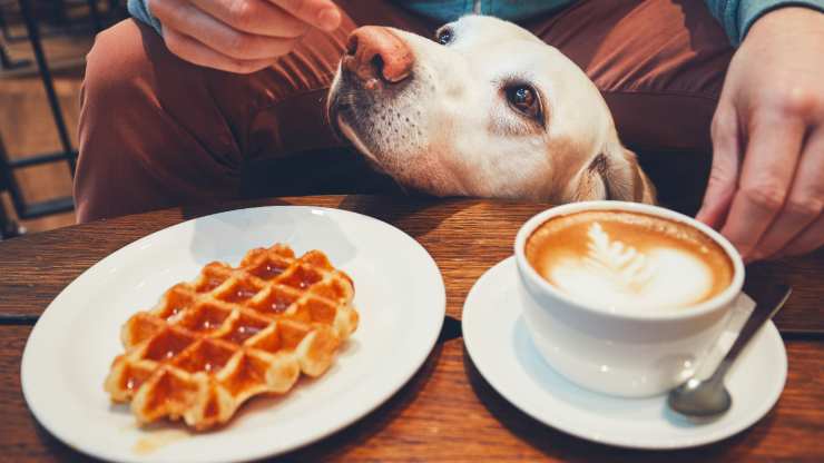 cane può mangiare waffle