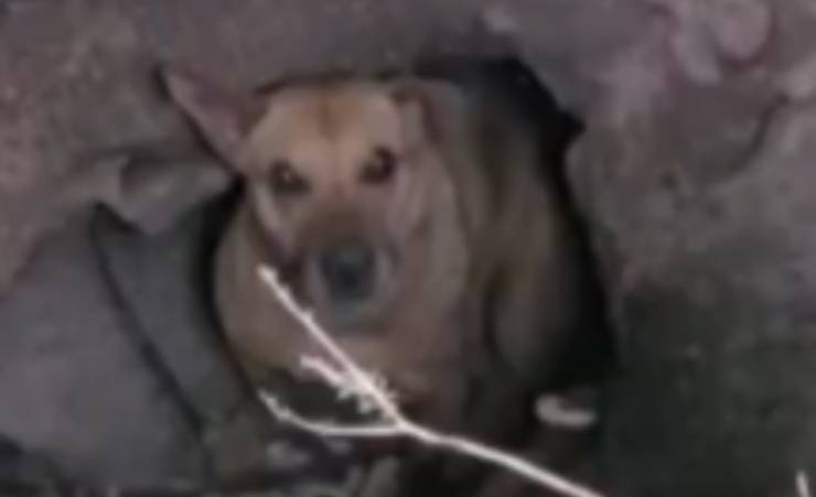 Cane in primo piano (Foto video)