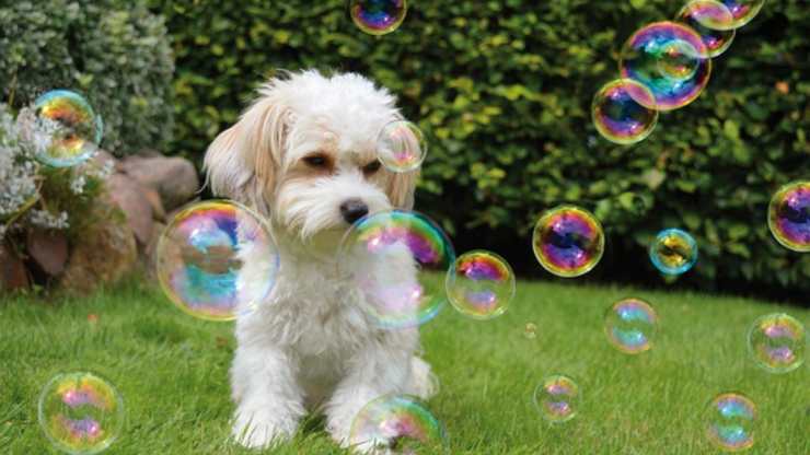 cani possono giocare con le bolle di sapone
