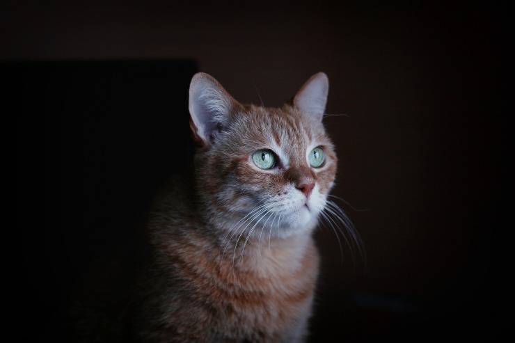 Il gatto disturba di notte