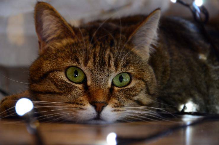 Come impedire al gatto di masticare cavi