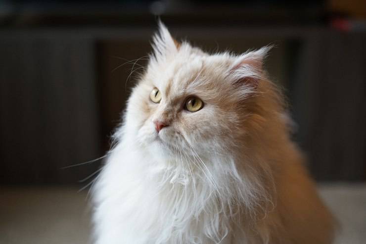 Felino indifferente
