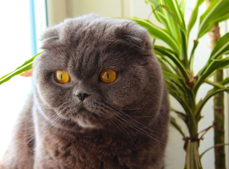 Il felino non ama il gioco