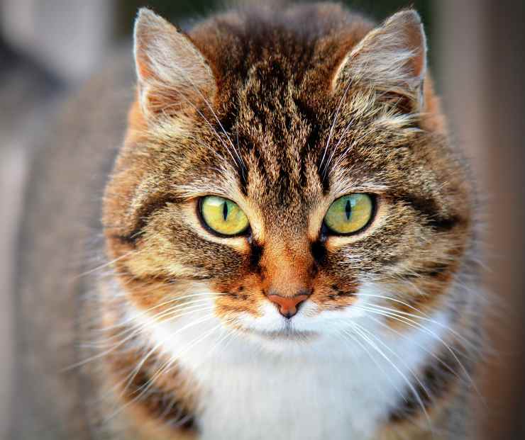Gattino poco socievole