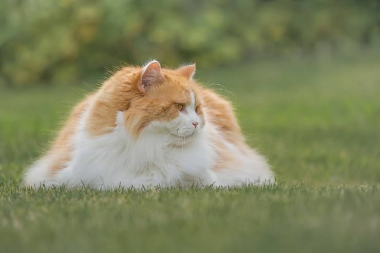 Il gatto indifferente