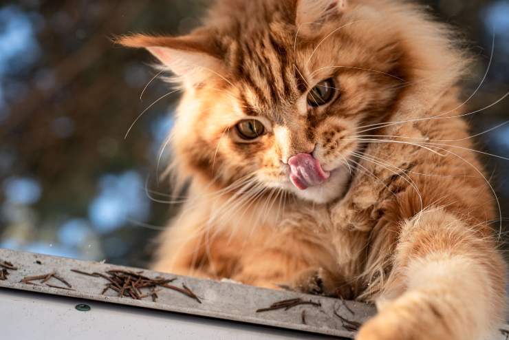 Felino sta cacciando