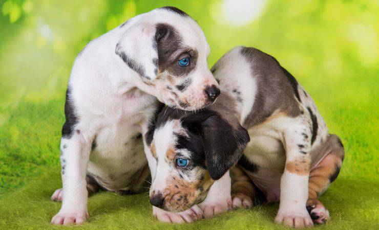 catahoula leopard dog